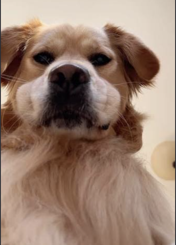 Biscuit