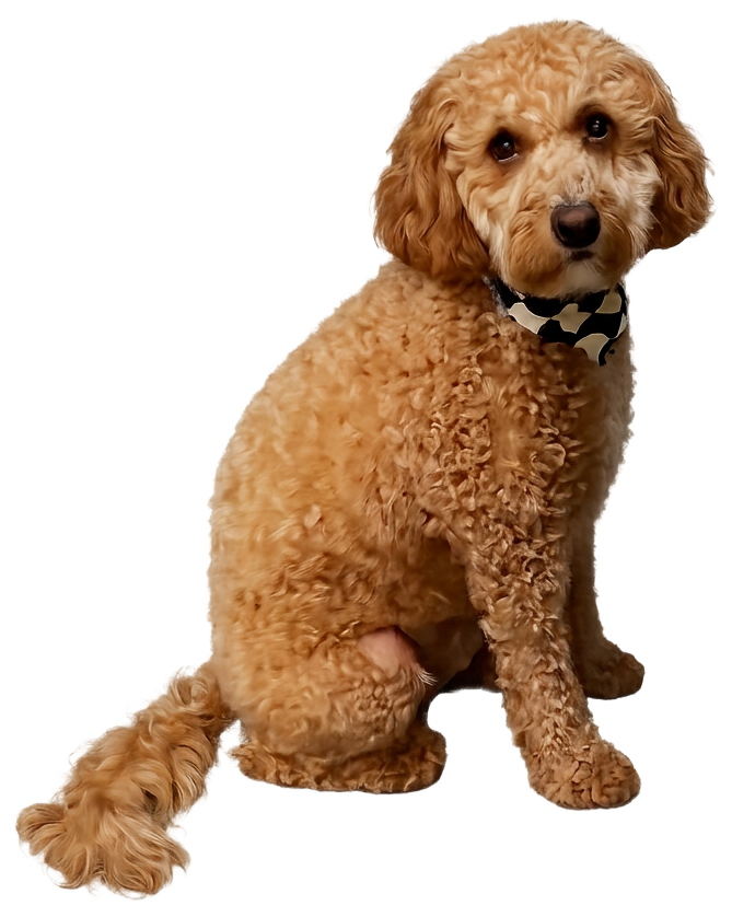 A curly golden doodle wearing a patterned bandana, sitting and looking at the camera